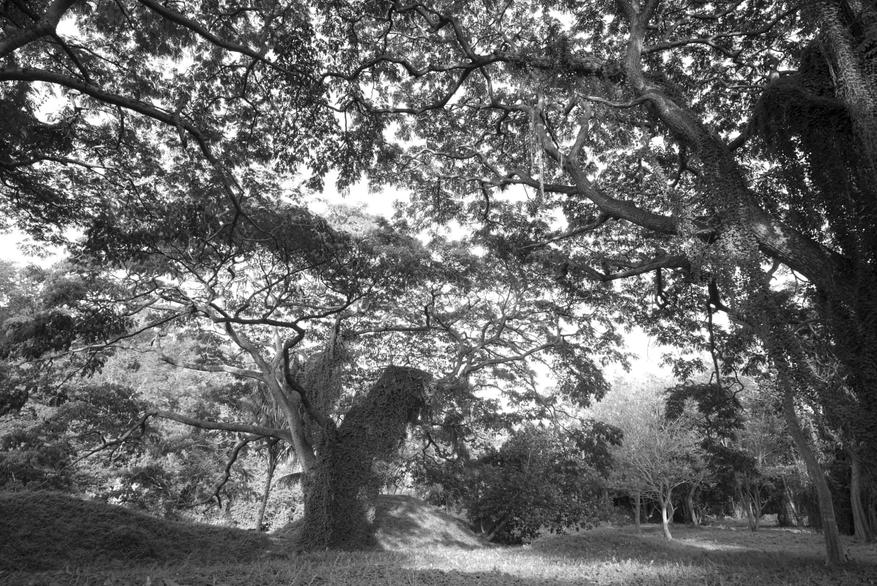 Parque Almendares